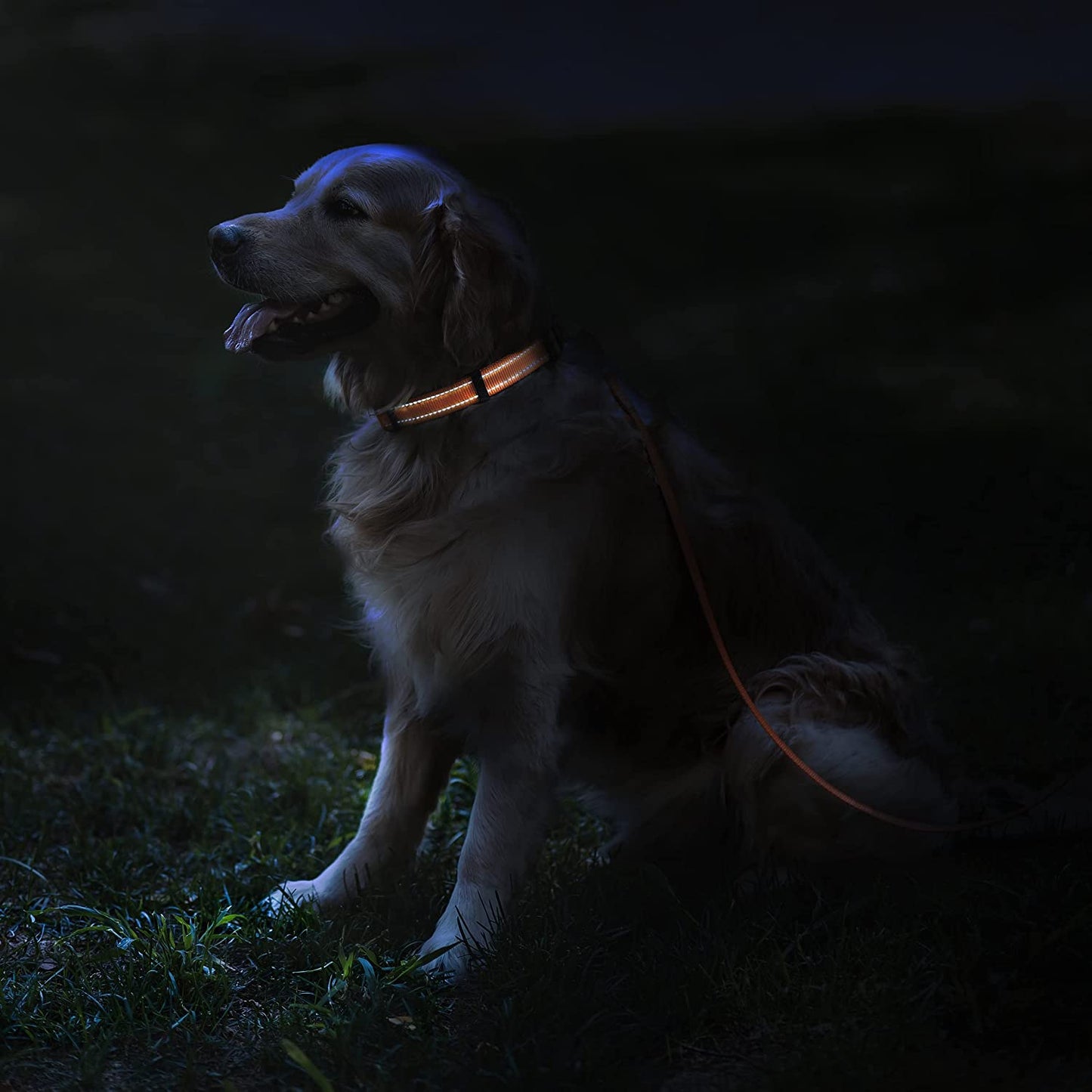 Reflective Dog Collar for a Small, Medium, Large Dog or Puppy with a Quick Release Buckle - Boy and Girl - Nylon Suitable for Swimming (Orange, 10-13 Inch)